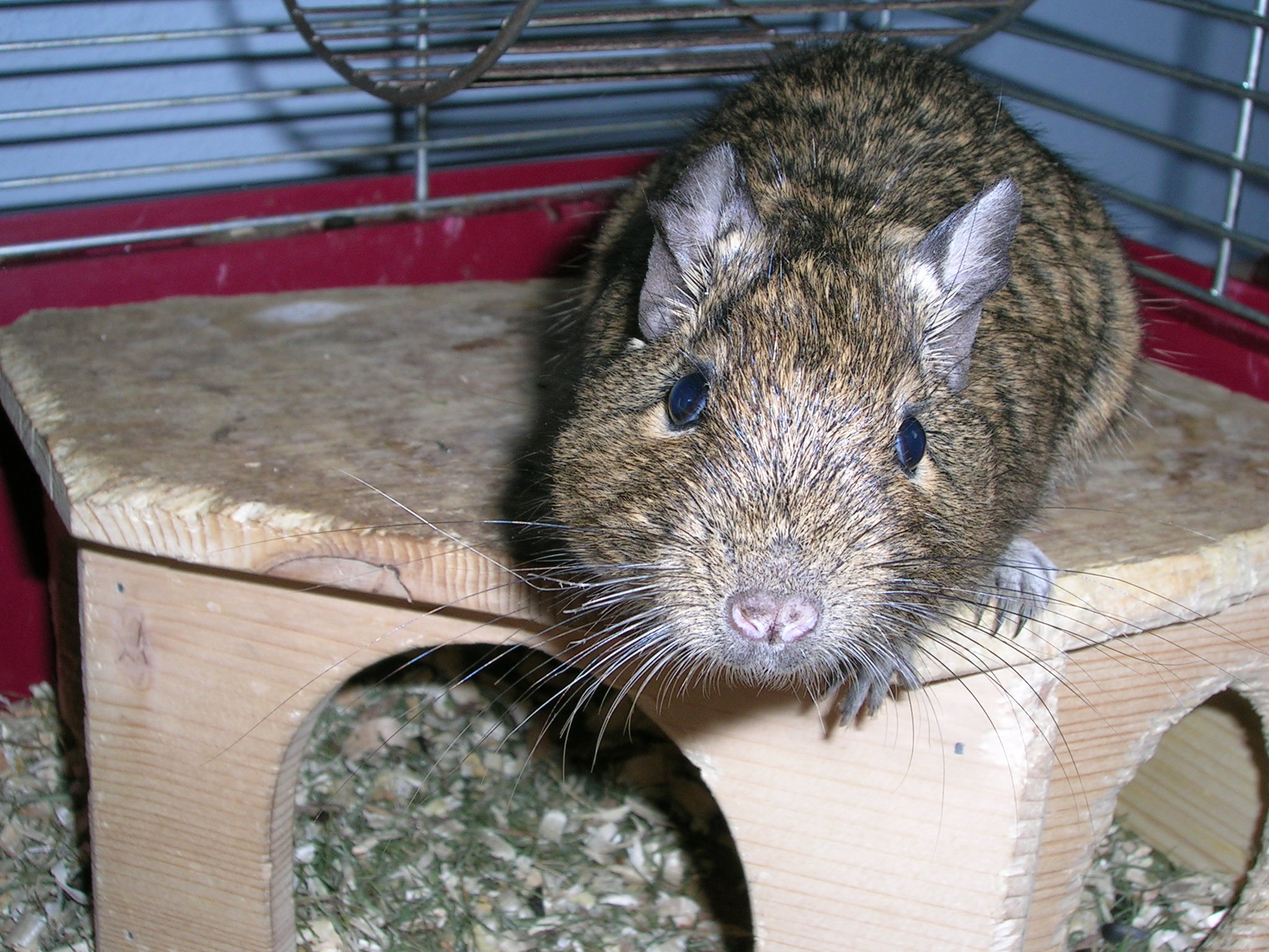 DSCN6066.JPG