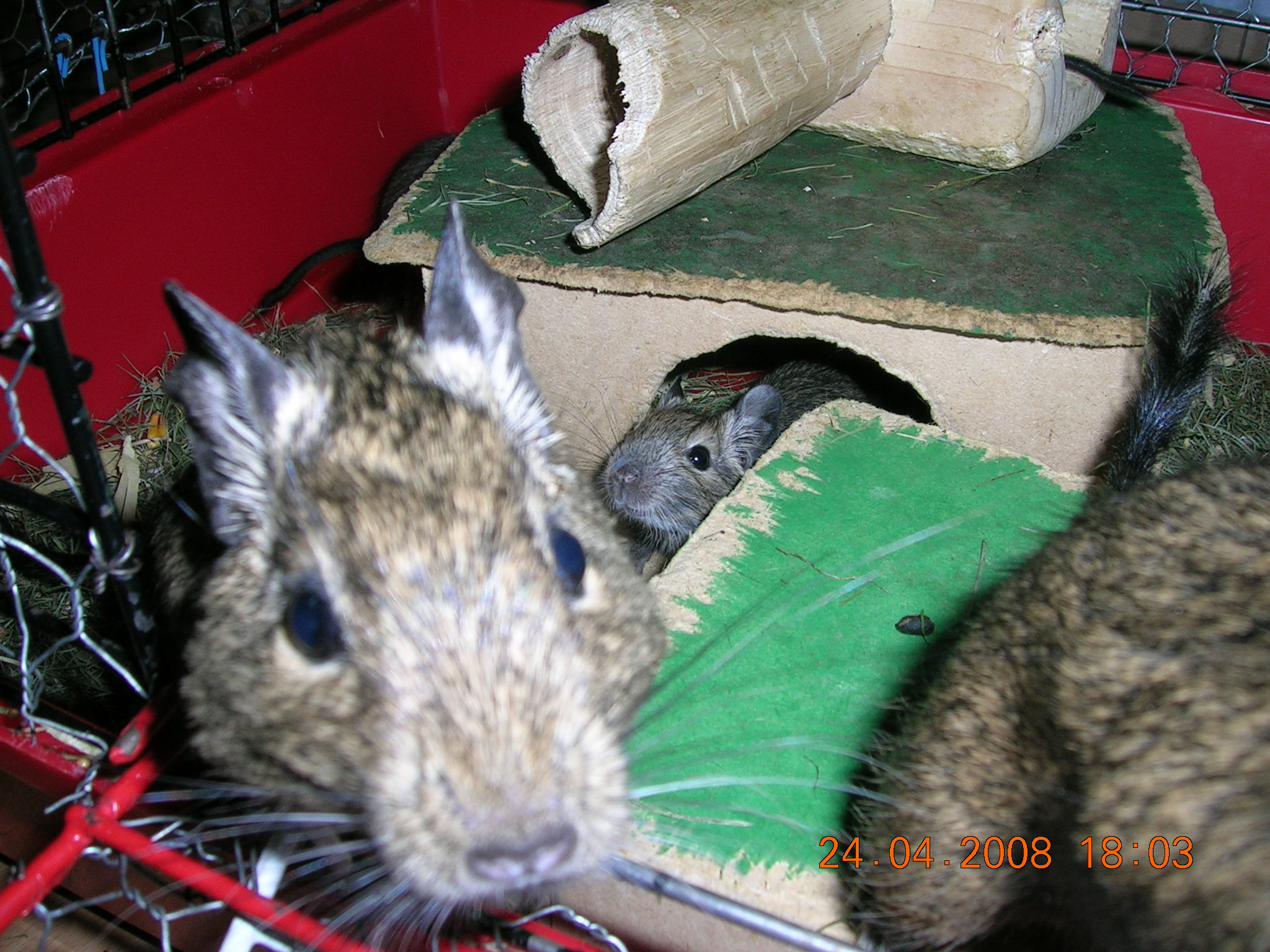 DSCN6247.JPG