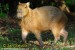 capybara--kapybara-6.jpg